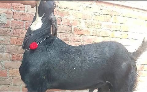 Bakra for sale