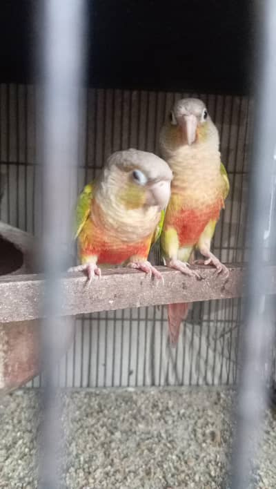 pinapple conure