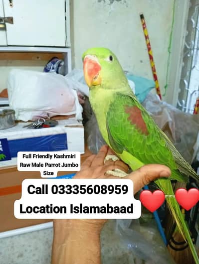 Hand Tamed Full Friendly Kashmiri Raw Male Parrot Jumbo Size