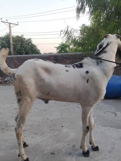 2 dant bakra