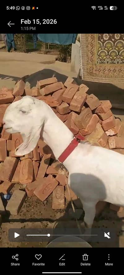 2 dant. Rajan puri bakri