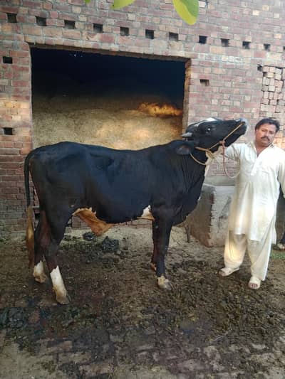 فروخت کے لیے قربانی کا بیل ماشاءاللہ