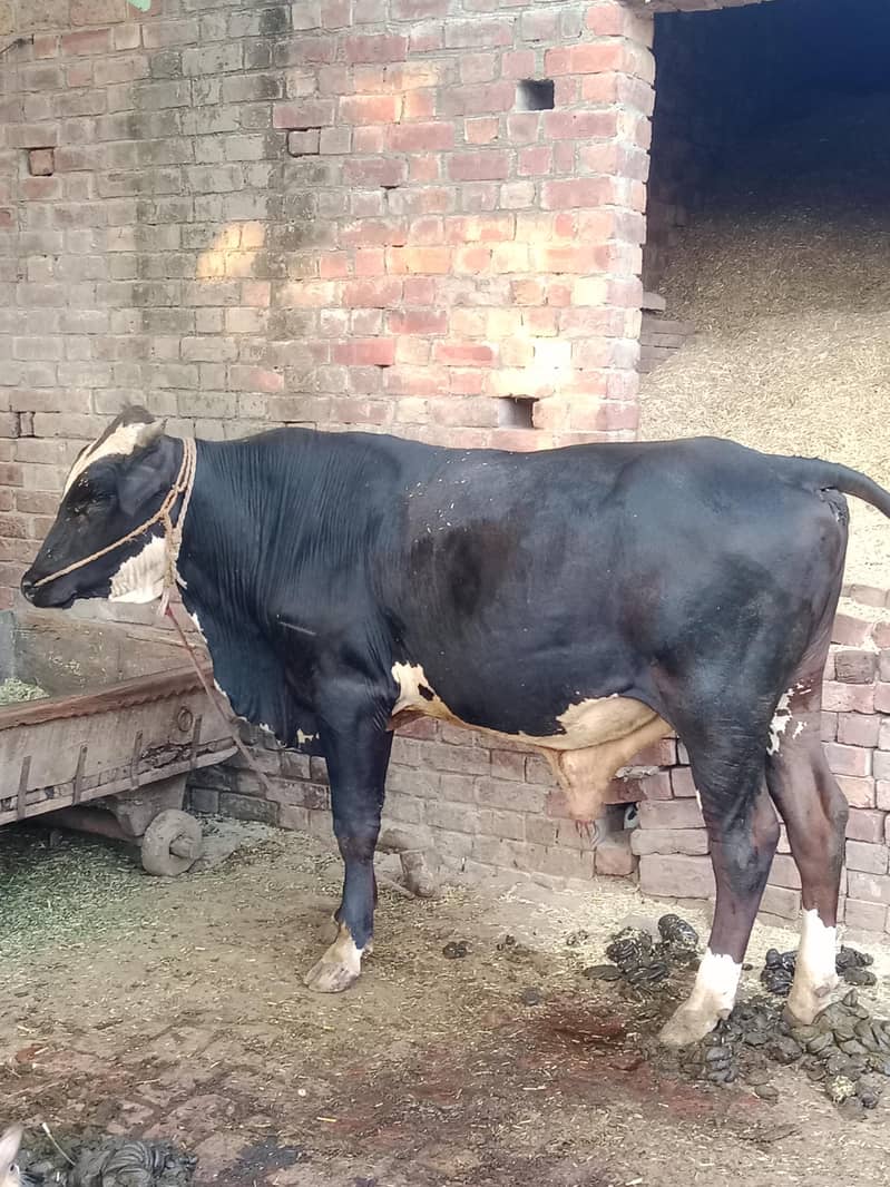 فروخت کے لیے قربانی کا بیل ماشاءاللہ 1