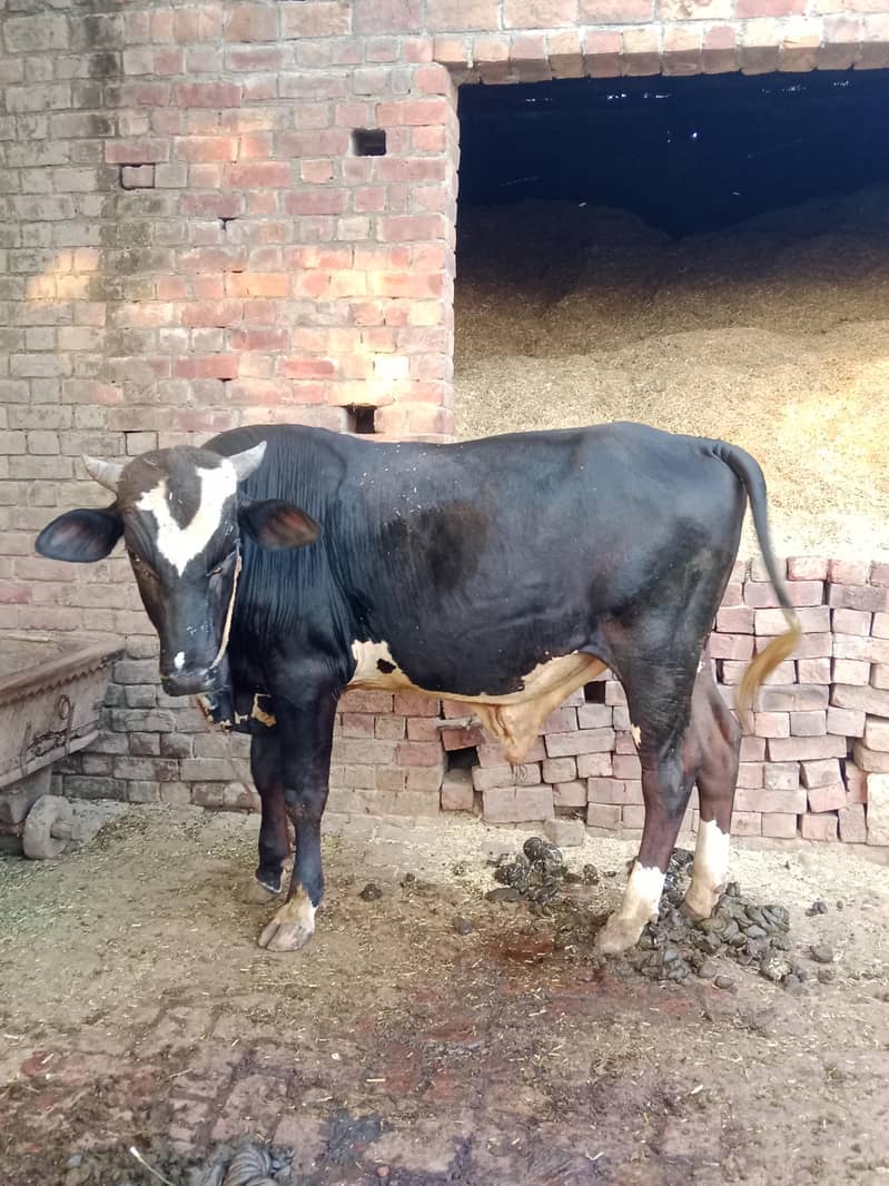 فروخت کے لیے قربانی کا بیل ماشاءاللہ 2