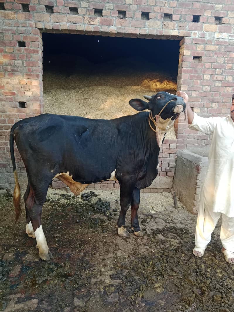 فروخت کے لیے قربانی کا بیل ماشاءاللہ 3