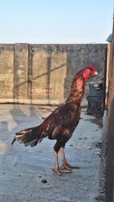salaita Aseel Rooster