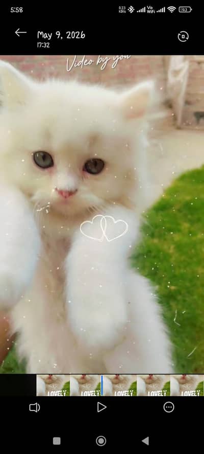 Pure tripple Cort persian White kitten