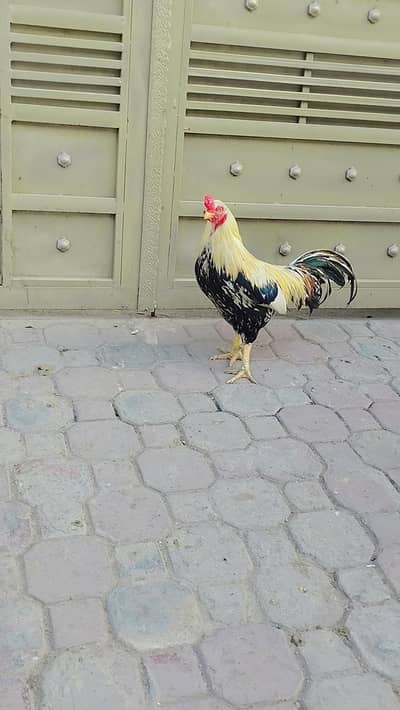 for sale
