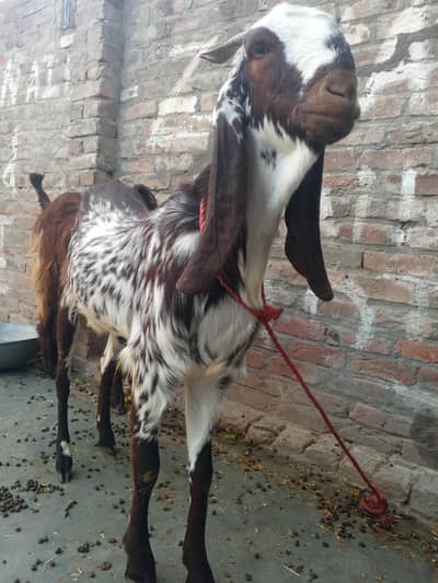 Bohat hi achi or payari mada bakri for sale qurbani kay liya bi hay