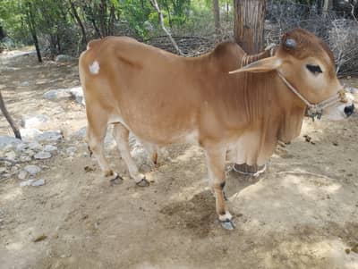 Sahiwali Bull (Bacha) | Donda (2 Daant) | Active & Healthy
