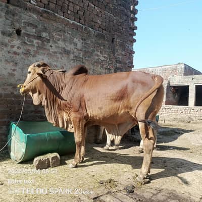 sale Buffalo