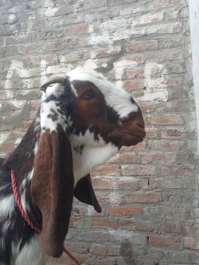 Bohat hi achi or payari  bakri for sale qurbani kay liya bi puri