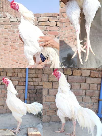 heera aseel | aseel | paper white aseel | heera murga 03096360200