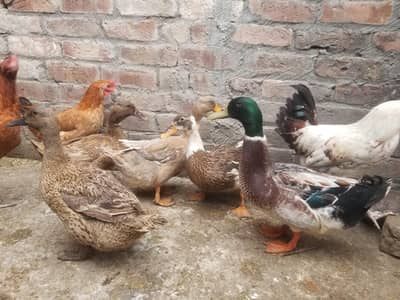 Healthy Ducks Eggs Laying