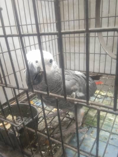 adult african grey