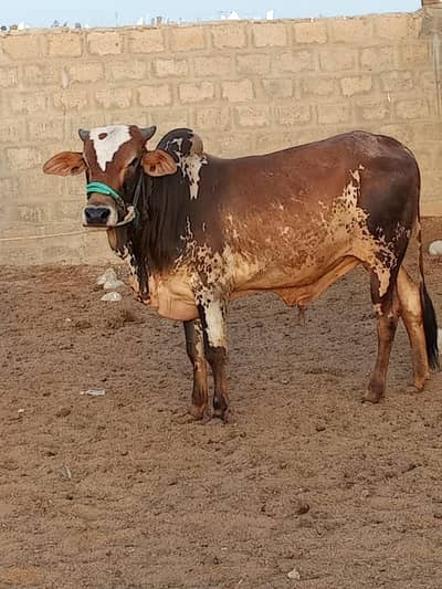Cows Sale For Qurbani 2026