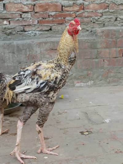 aseel male