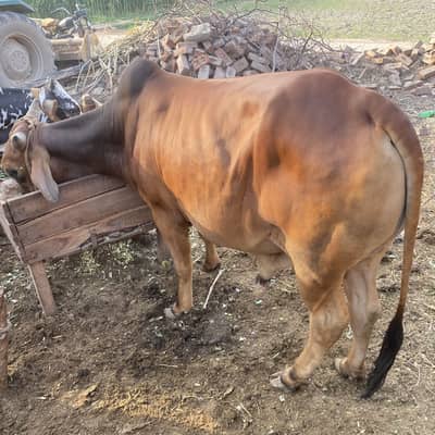 Qurbani ka janvar 280k