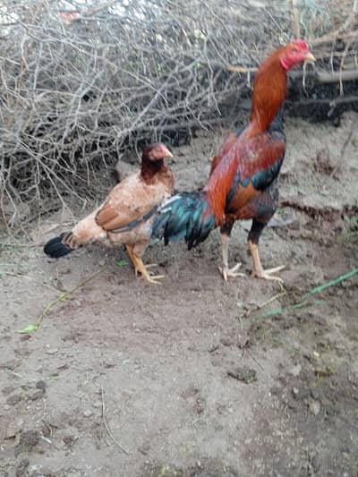 male or female