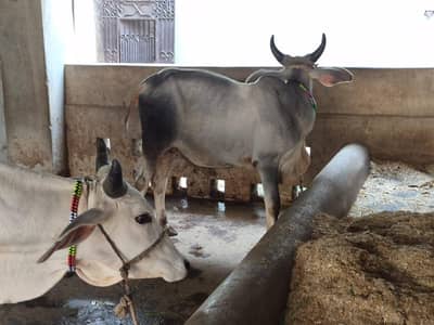 healthy bull Jori at Tando Jam