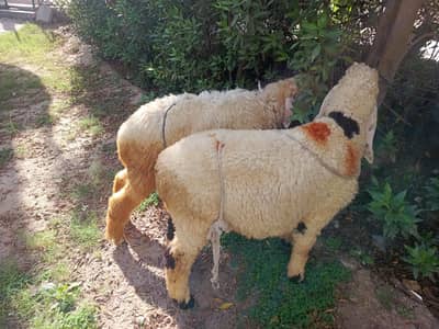 Desi chatra jori healthy and active