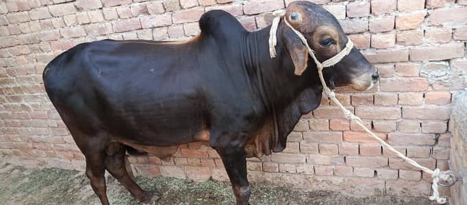 Bulls for sale Qurbani