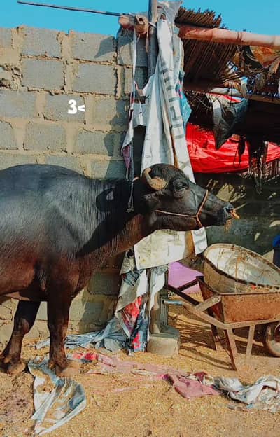 buffalo/ bhainsa / padda