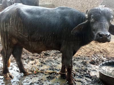 qurbani ki la MOTA taz keta