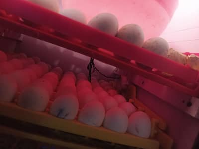 Full automatic incubator