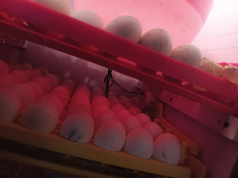 Full automatic incubator 0