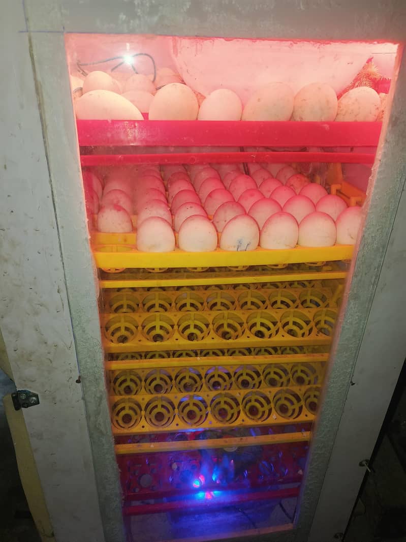 Full automatic incubator 1