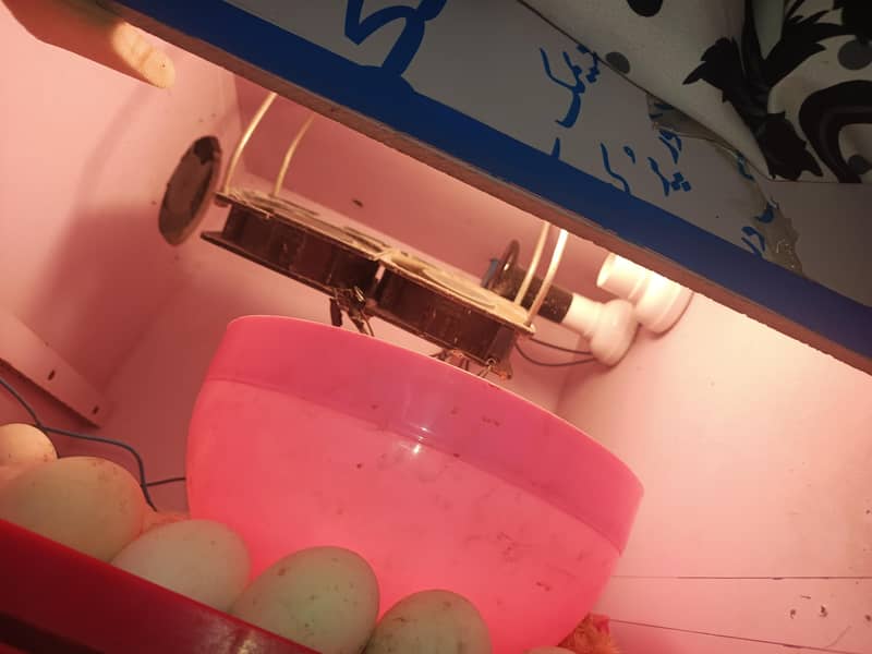 Full automatic incubator 2