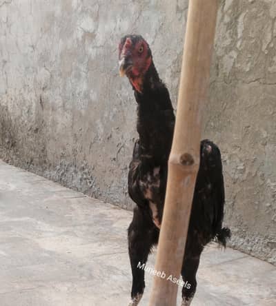 Nawab Waly Kalay Aseel Madi Murgi Aseel Hen