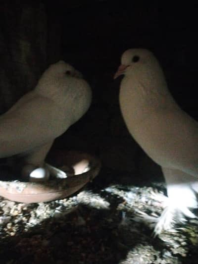 balloon pigeons lakaaa