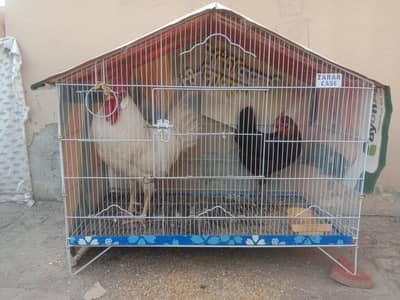 1 White Murgha, 1 Desi Murghi, 1 Pinjra