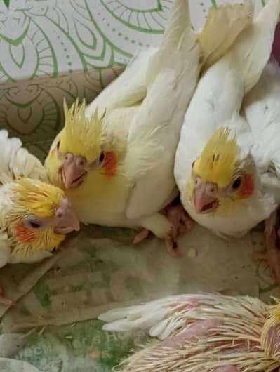 coktail chicks available for sale