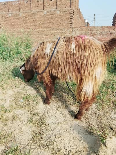 bakra for sale