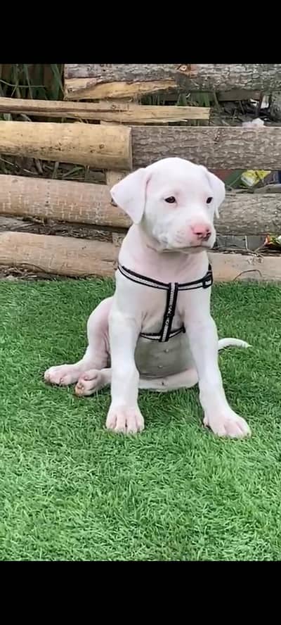 Bully gultir Female pink nose  03298202490