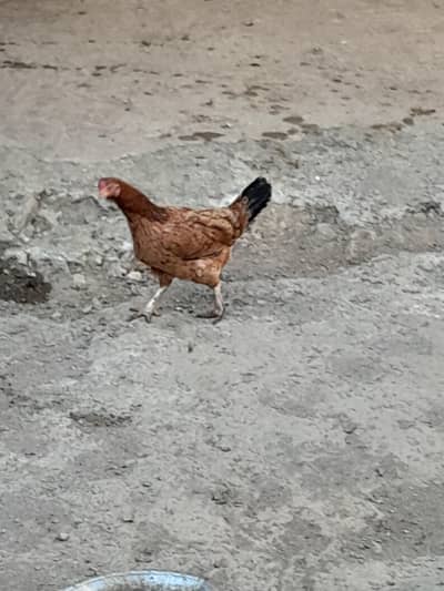 4 FEMALE  1  MALE HEN