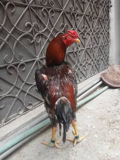 burmi cross  murgha exchange and sale