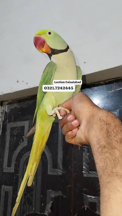 Raw Parrots+Canoure+cage