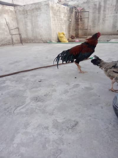 Aseel patha for sale
