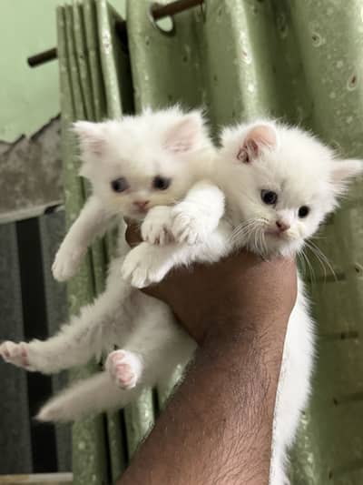 Persian Cats