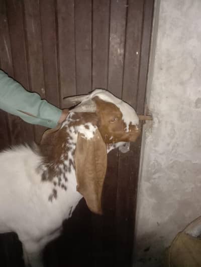 Fresh donda khassi bakra