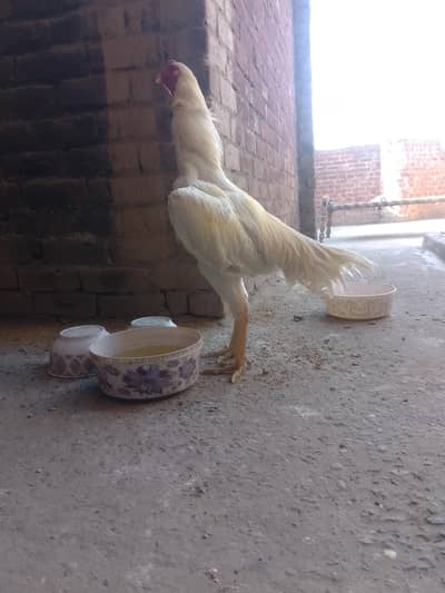 pure white oshamo