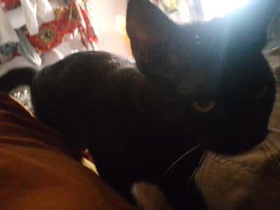 cats wt03035691540