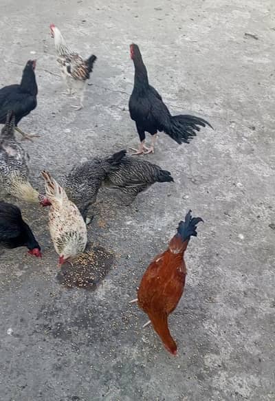 hen's