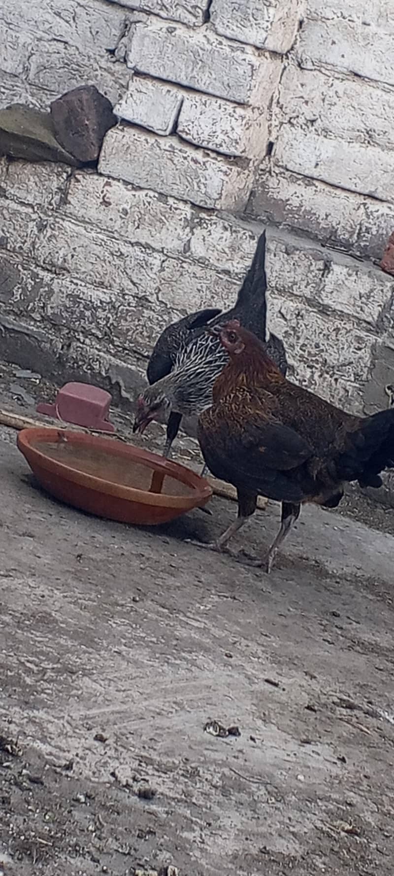 hen's 2