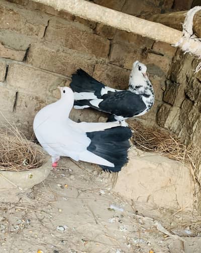 Lga huwa pair ha anda Dana wala ha 03070041081