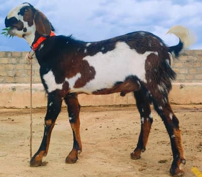 Beautiful Billy Goat in very good Health.